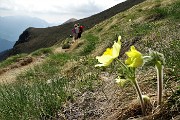 88 Sul sent. 101 fioriscono le pulsatllle alpine sulfuree